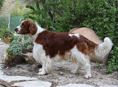 Welsh Springer Spaniel - SpockTheDog.com