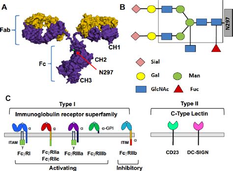 Figure 1 from The Role of Fc Gamma Receptors in Broad Protection ...