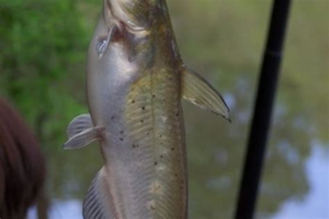 How to Make PVC Catfish Poles | Gone Outdoors | Your Adventure Awaits