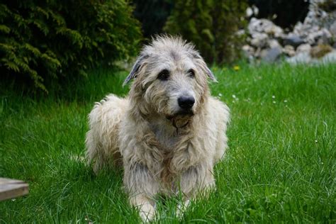 Irish Wolfhound Breeders in the USA with Puppies for Sale | PuppyHero