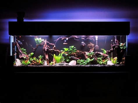 Assorted Freshwater Tropical Fish Tank Setup Ideas. These tropical fish ...