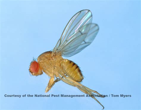 Fruit Fly Science Fair Project - Fruit Fly Experiment