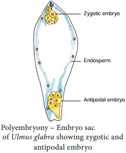 Polyembryony Types and its Occurence