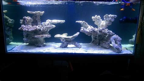 Stunning Aquascape Ideas for Your Large Tank