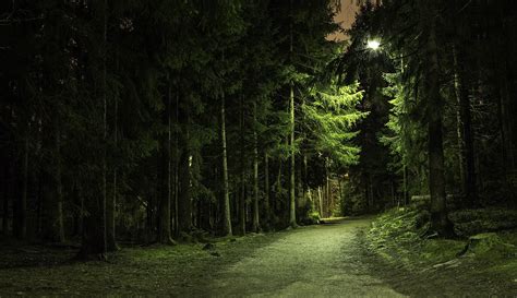 forest, Park, Road, Derevtya, Night, Light, Lamp