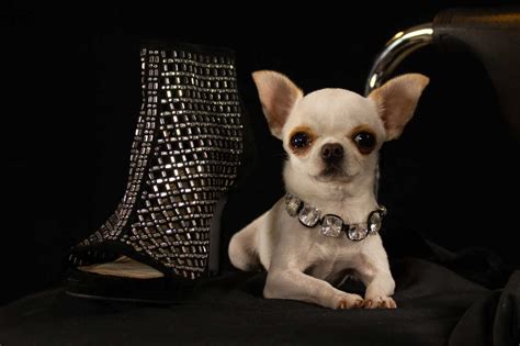 The world's shortest dog is Pearl, a dollar-sized diva who loves ...