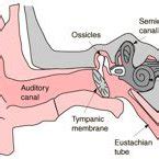 4: Ear canal resonances measured approximately 1 cm deep from the ear... | Download Scientific ...