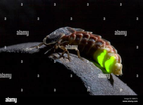 glowworm, glow-worm, great European glow-worm beetle (Lampyris noctiluca), shows bioluminescence ...