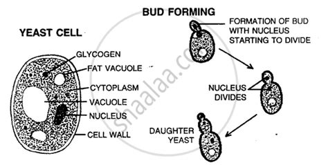 With the Help of Suitable Diagram, Describe Budding in Yeast Cell. - Biology | Shaalaa.com