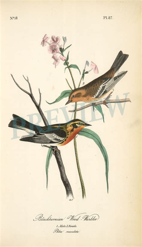 Weekly Endpapers Free Hi-Res Image: Blackburnian Warblers Vintage Illustration - SparkBird ...