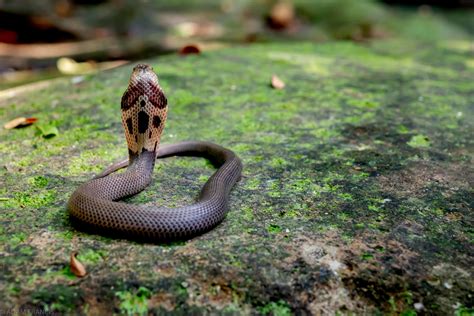 Chinese Cobra - Naja atra — HongKongSnakeID.com