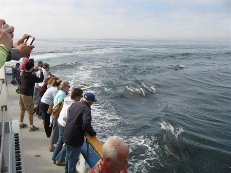 greenroads: Dana Point Whale Watching Tour