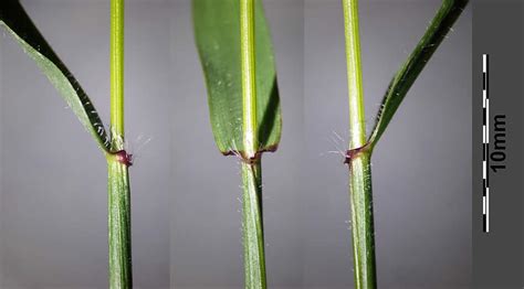 Anthoxanthum odoratum (Sweet Vernal Grass): Minnesota Wildflowers