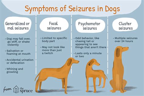 Seizures in Dogs