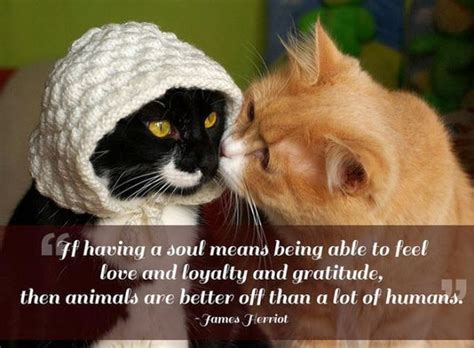 Cat Love Animal Quotes. QuotesGram