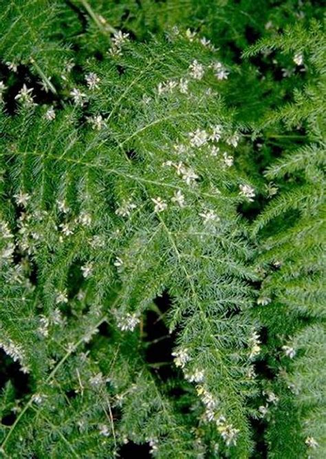 Plants & Flowers » Asparagus Fern