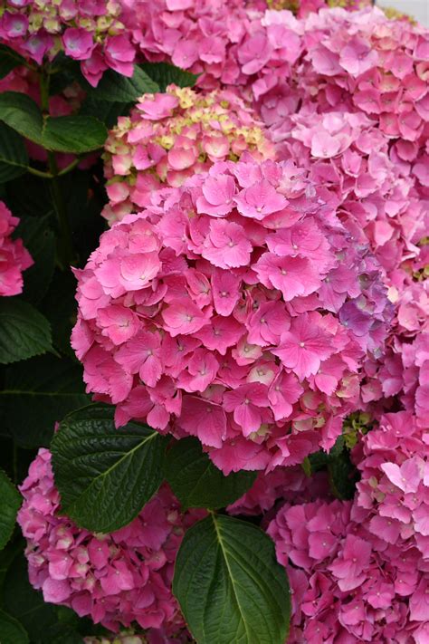 Pink Hydrangea Blooms With Foliage Free Stock Photo - Public Domain ...