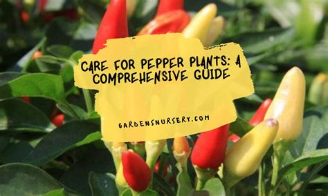 Care For Pepper Plants: A Comprehensive Guide | GARDENS NURSERY