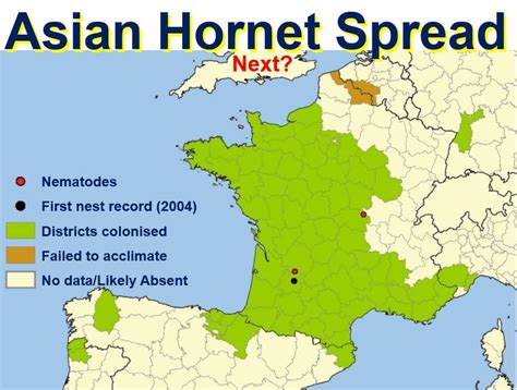 Asian hornets may destroy British honeybee population experts warn ...