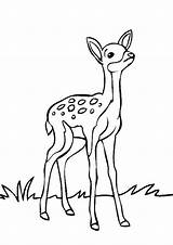Deer Coloring Pages Sketch Coloring Page sketch template