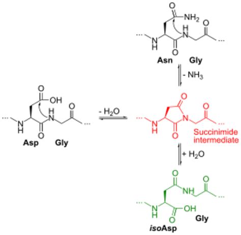 Chemistry:Deamidation - HandWiki