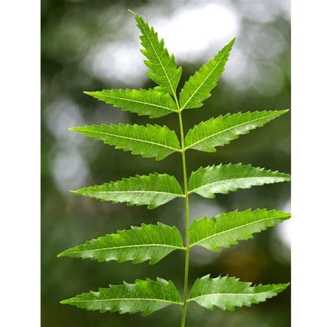 Neem Leaves: Amazing Benefits Medicinal Uses, 41% OFF