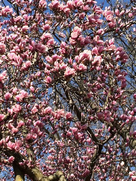 Japanese Magnolia Tree in Hagerstown Home