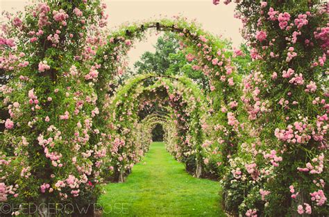 Rose Garden – Hedgerow Rose®