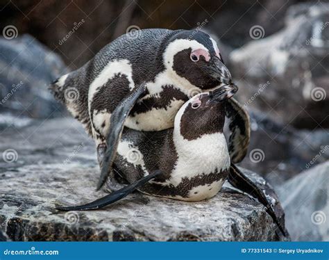 Copulation of African Penguins Stock Image - Image of african, couple ...