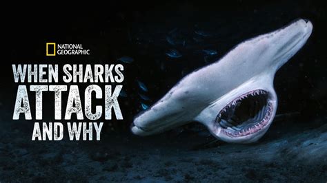 Assistir a When Sharks Attack... And Why | Disney+