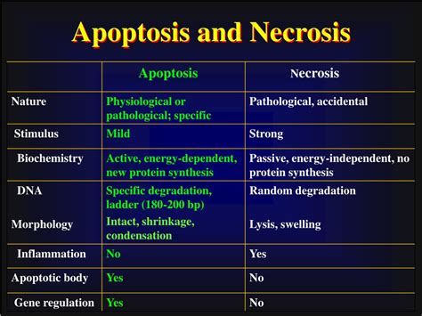 PPT - Apoptosis and Diseases PowerPoint Presentation, free download - ID:3814071