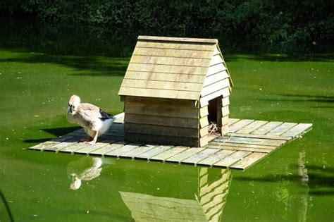 The Pros and Cons of Ducks on the Homestead | Proverbs 31 Woman