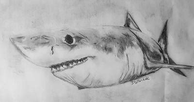 Great White shark pencil drawing