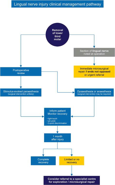 Suggested clinical management pathway for lingual nerve injury ...