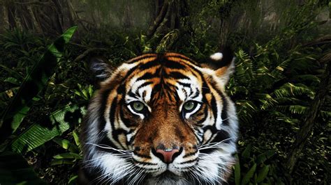 Download Stare Face Jungle Animal Tiger HD Wallpaper