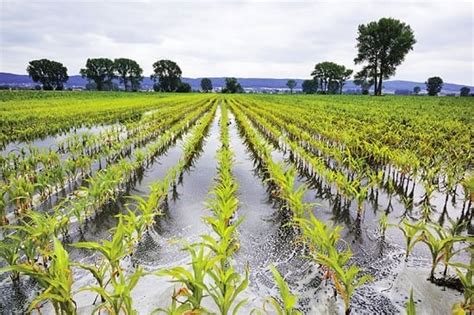 What Is Waterlogging - Its Causes, Effects & Prevention