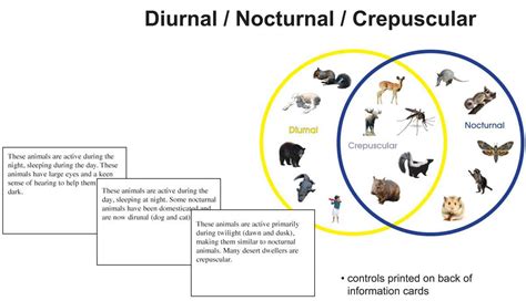 Diurnal/Nocturnal/Crepuscular – Montessori Materials by Lakeview