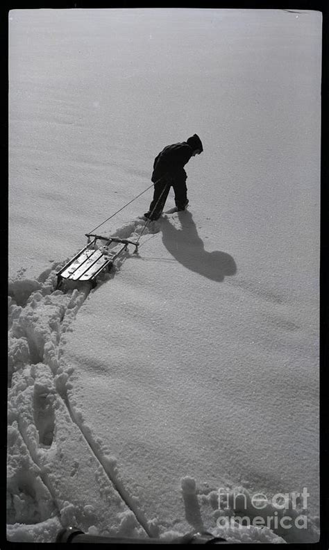 Pulling Sled Through Virgin Snow by Bettmann