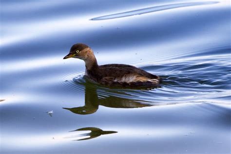 Little Grebe | BirdForum