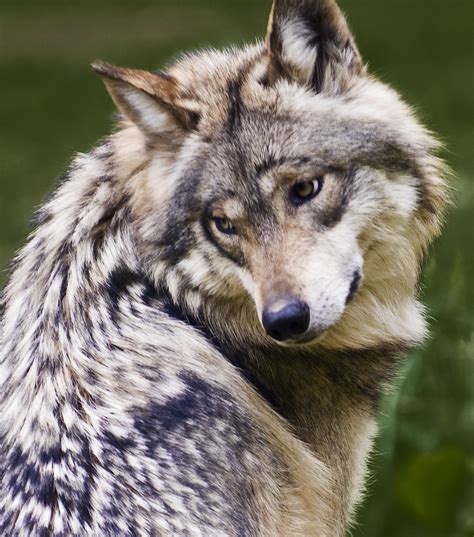 Mexican Wolf (endangered status: critical) | ©2008 LSC All R… | Flickr