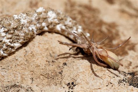 VIDEO: Asombrosa Serpiente Cola de Araña cazando a su presa