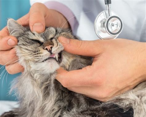 Understanding Anemia in Cats - Tufts Catnip