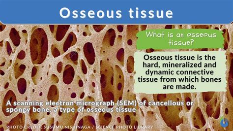 Osseous tissue - Definition and Examples - Biology Online Dictionary