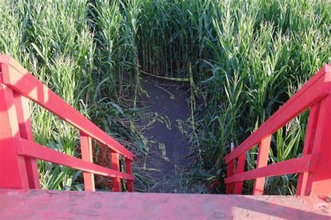 Cool Patch Pumpkins Corn Maze – Dixon, California - Atlas Obscura