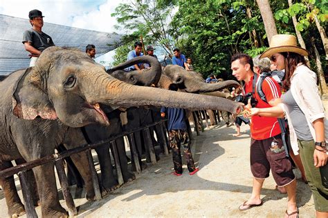 Elephant Sanctuary from Kuala Lumpur | Tour & Incentive Travel