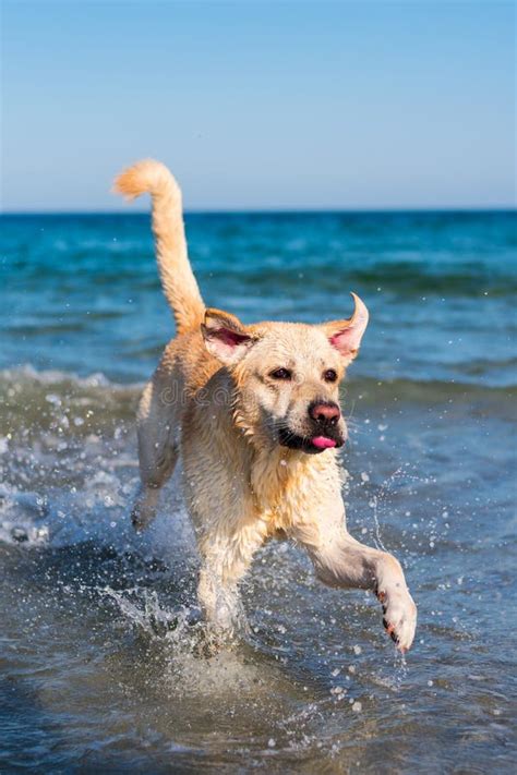 Beautiful Labrador Dog Having Fun On The Beach Stock Image - Image of enjoy, breed: 142532439