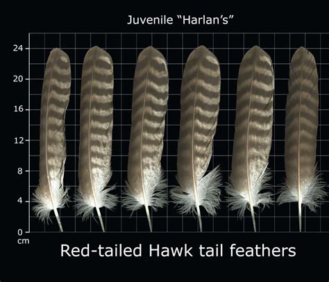 The Feather Atlas - Feather Identification and Scans | Feather ...