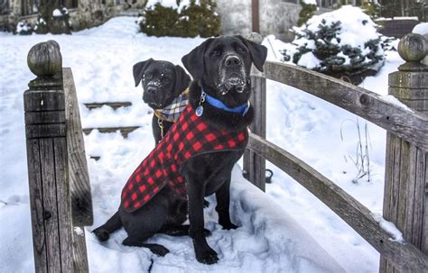 Secluded Pet-Friendly Cabins in Vermont for Your Next Getaway