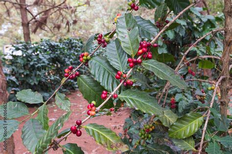 arabica coffee seeds on tree,Loei, Thailand. Stock Photo | Adobe Stock