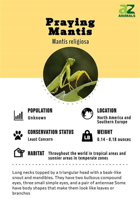 Praying Mantis - A-Z Animals